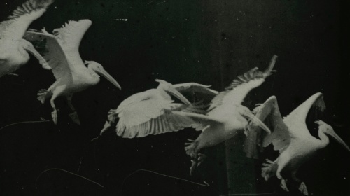 Opening of the 15th season. Etienne-Jules Marey