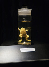© CCCB, 2015 La Fotogràfica