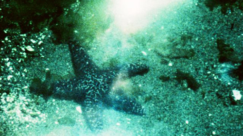 Water as a verb: A Child’s Garden and the Serious Sea, by Stan Brakhage