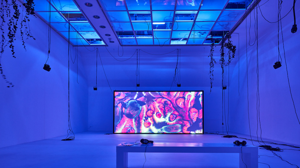 © Norbert Miguletz, 2019. Dominique Koch, 2019, Holobiont Society