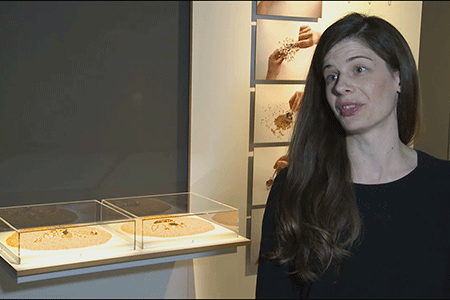 Laura Allcorn habla del “Proyecto de polinización humana”