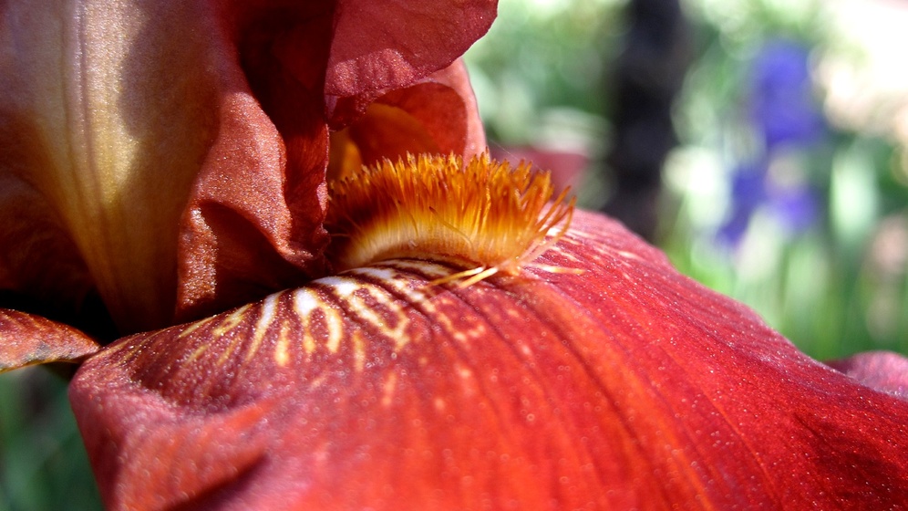 'On the tongue of an Iris' d'Alan Levine. CC BY-SA