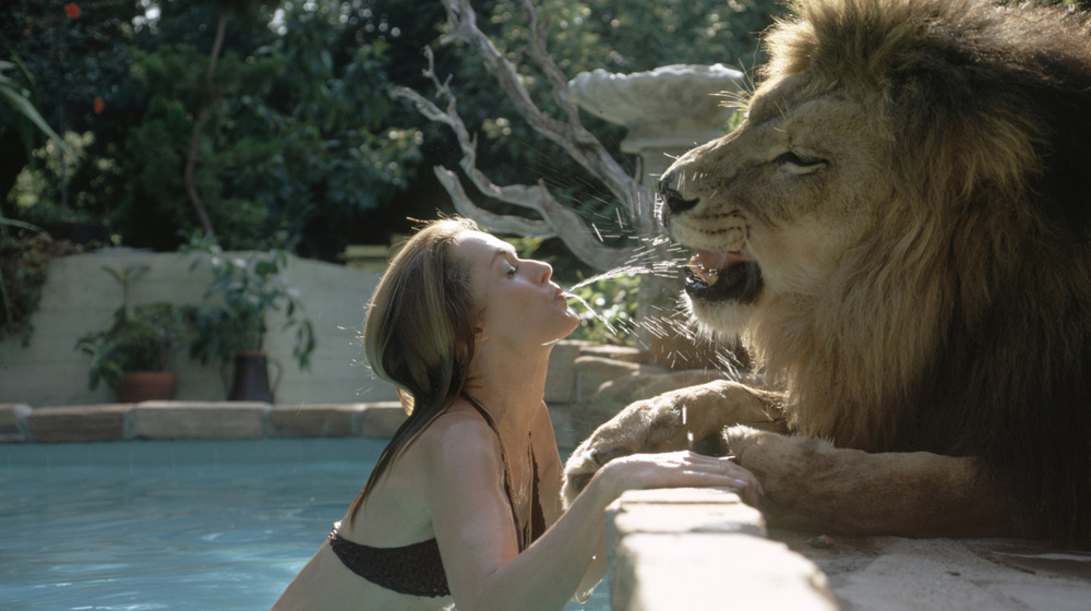 Picture from «Roar» © Michael Rougier/Time&Life/1971