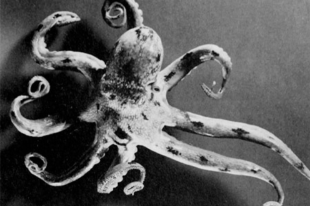 Cervells tentaculars, la tristesa d’un ficus i els límits de l’antropocentrisme